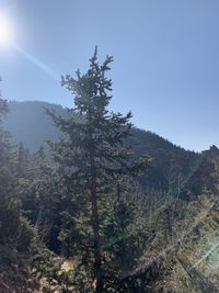 Low angle view of pine tree against sky