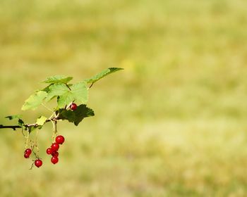 Close-up of cherries hanging on plant