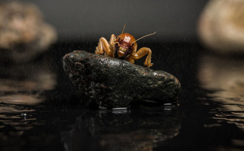 Close-up of potato bug on rock in water