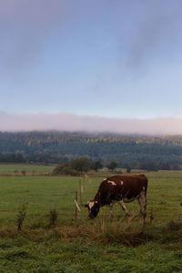 Horse grazing in field