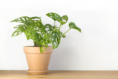 Close-up of potted plant on table against white background