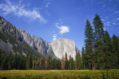 Scenic view of pine trees against mountains