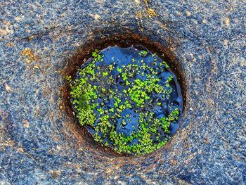 Close-up of hole in tree