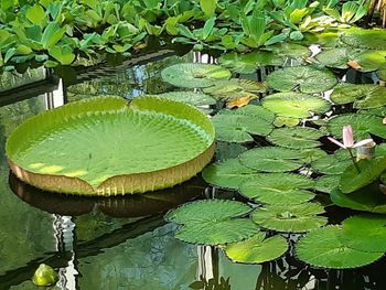 Close-up of lily pads in lake