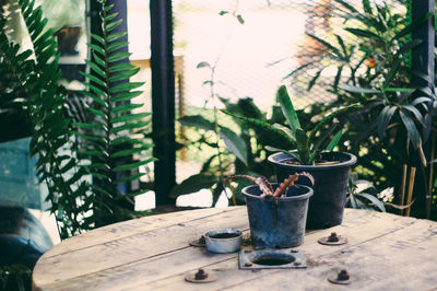 Close-up of potted plants on table against window