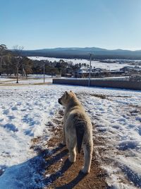 Horse on snow covered field against sky