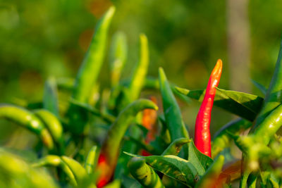 Close-up of red chili peppers plant