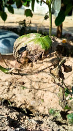 Close-up of plant on field