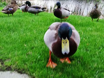 Ducks on field by lake