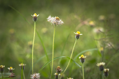 Close-up of honey bee on flowering plant