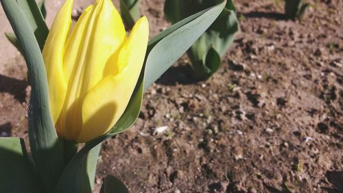 Close-up of yellow flower growing in field
