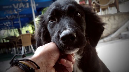 Close-up of man holding dog