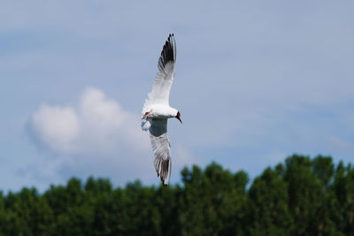 bird