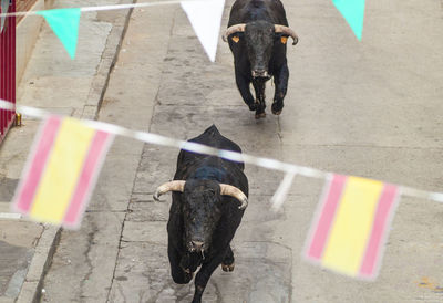 Low section of dog walking on road