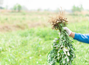 Midsection of person holding plant in field