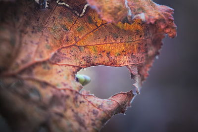 Close-up of dried autumn leaf