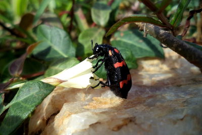 Close-up of black butterfly on leaf