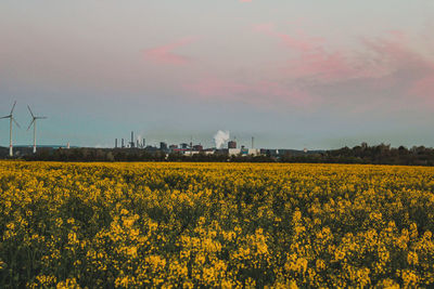 Yellow flowers growing on field against sky