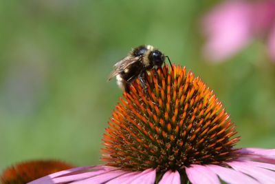 Close-up of bee pollinating on eastern purple coneflower