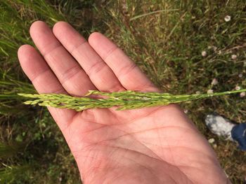 Close-up of cropped hand holding plant