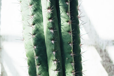 Detail shot of cactus