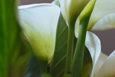 Close-up of white flowering plant