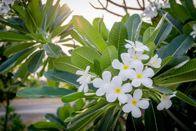 Close-up of flowering plant