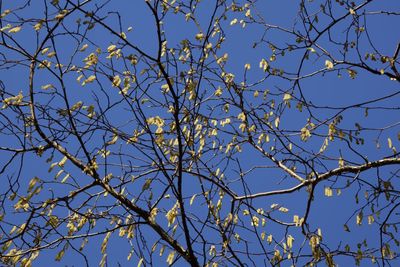 Low angle view of flowering plants against clear blue sky