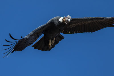 Low angle view of eagle flying against clear blue sky