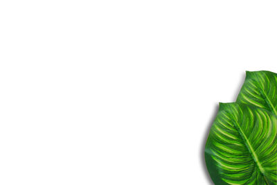 Close-up of white background