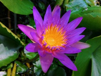 Close-up of lotus water lily in pond