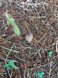 High angle view of eggs in nest on field