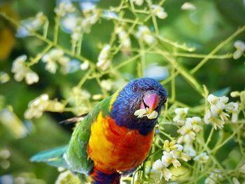 Close-up of parrot