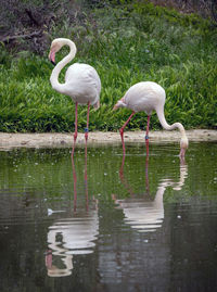 Birds in a lake