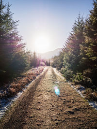 View of empty road along trees