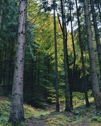 Trees in forest