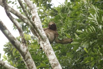 Low angle view of monkey on tree in forest