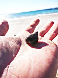 Close-up of hand holding shell