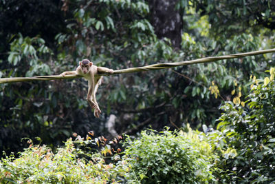Monkey hanging on tree
