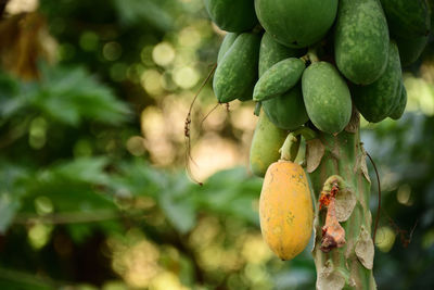 Close-up of fruit growing on tree