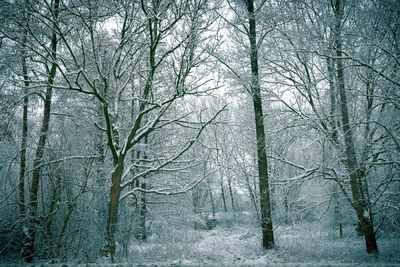 Bare trees in forest during winter