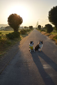 Dogs on road against sky