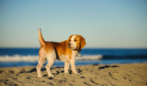 Beagle puppy standing on sand at beach