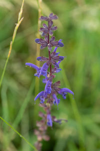 Close-up of purple flowering plant