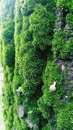 Close-up of plants growing on tree