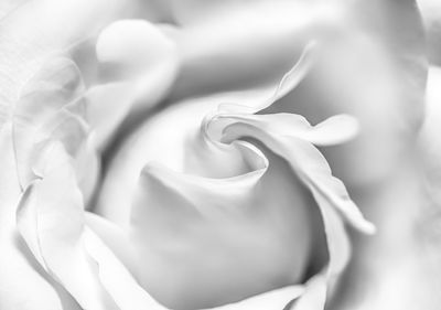 Close-up of rose