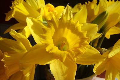 Close-up of yellow flowering plant