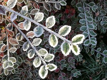 Close-up of cactus plant