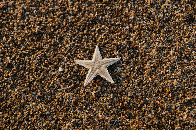 Directly above shot of starfish on sand