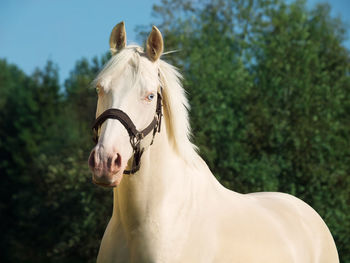 Close-up of horse on tree against sky